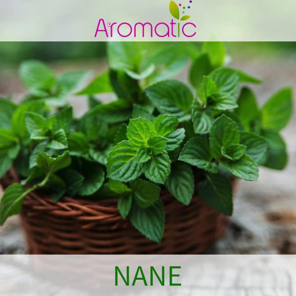 aromatic nane aroması